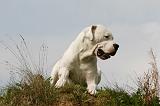 DOGUE ARGENTIN 436